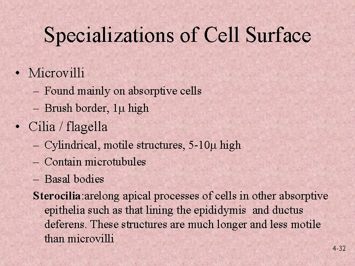 Specializations of Cell Surface • Microvilli – Found mainly on absorptive cells – Brush