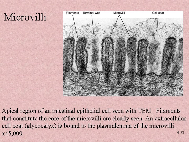 Microvilli Apical region of an intestinal epithelial cell seen with TEM. Filaments that constitute