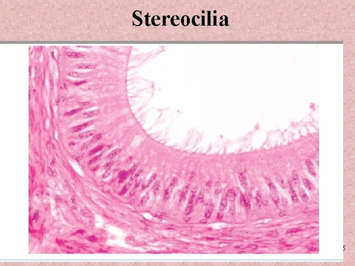 Stereocilia 4 -35 