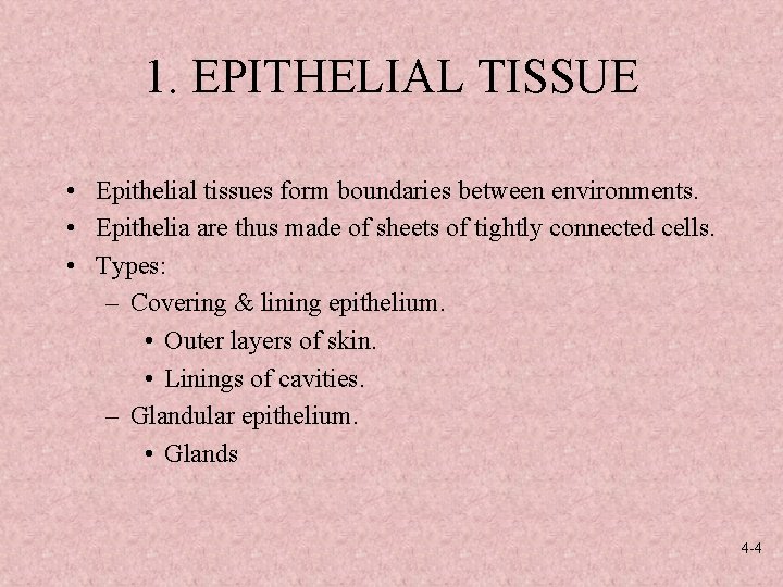 1. EPITHELIAL TISSUE • Epithelial tissues form boundaries between environments. • Epithelia are thus