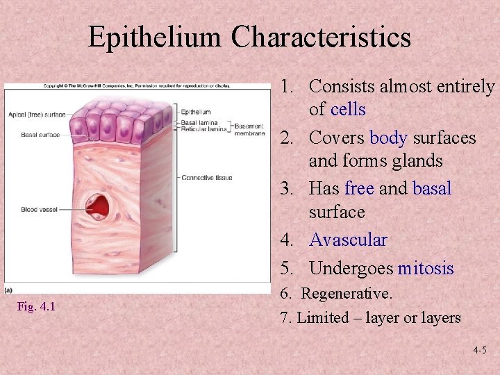 Epithelium Characteristics 1. Consists almost entirely of cells 2. Covers body surfaces and forms