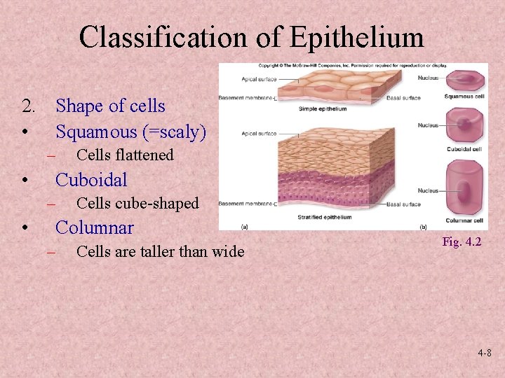 Classification of Epithelium 2. Shape of cells • Squamous (=scaly) – • Cuboidal –