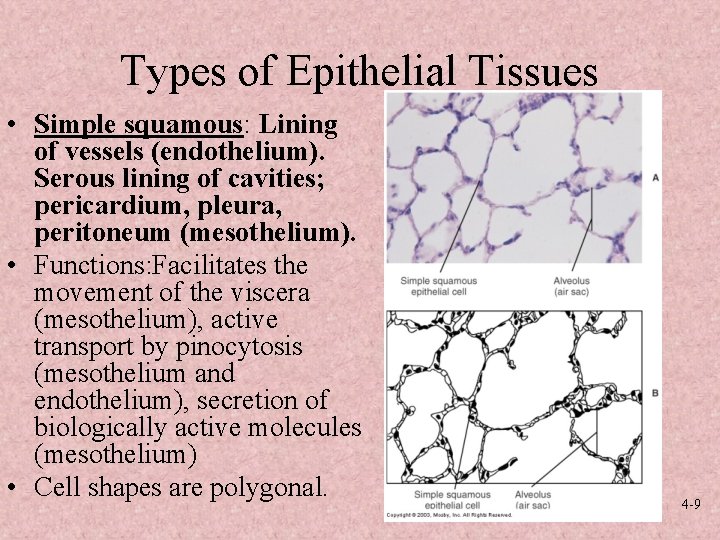Types of Epithelial Tissues • Simple squamous: Lining of vessels (endothelium). Serous lining of