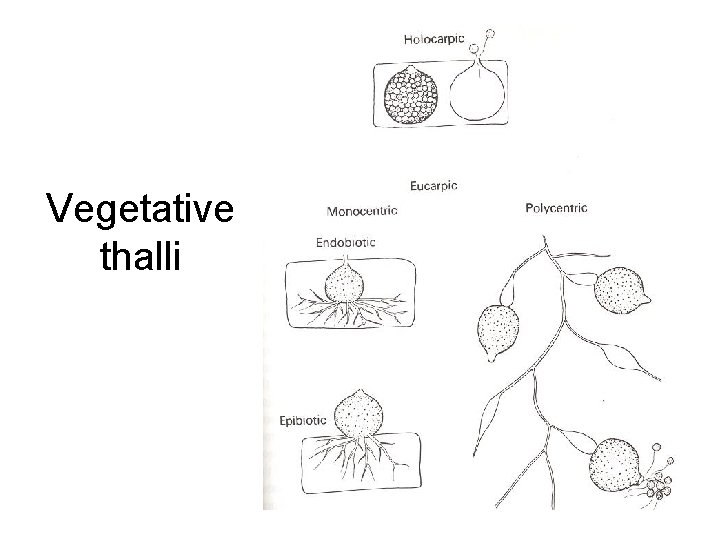 Vegetative thalli 