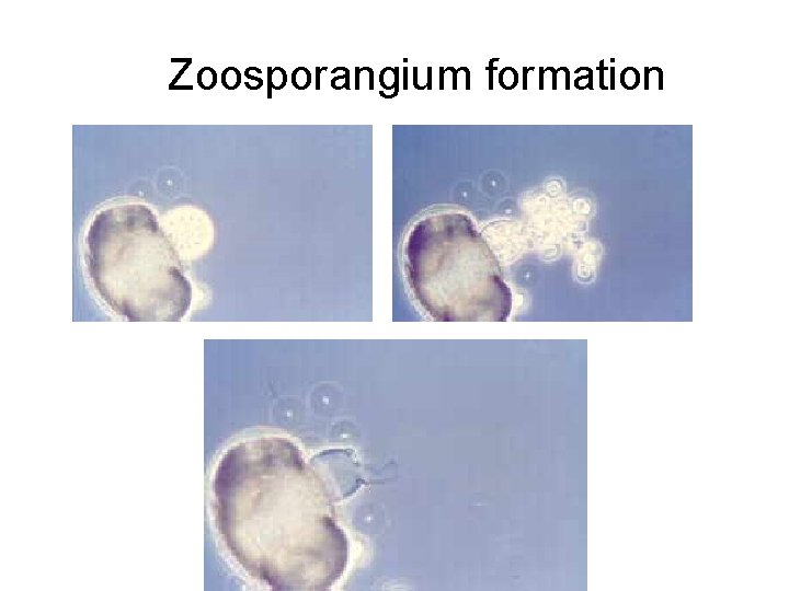 Zoosporangium formation 