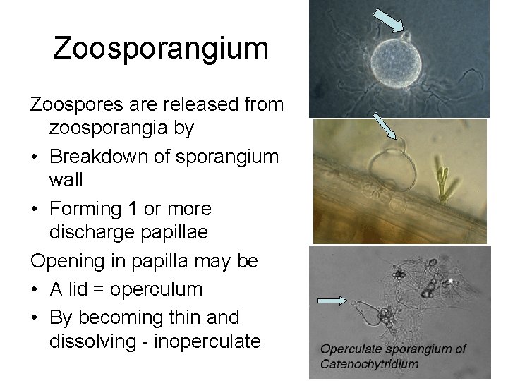 Zoosporangium Zoospores are released from zoosporangia by • Breakdown of sporangium wall • Forming