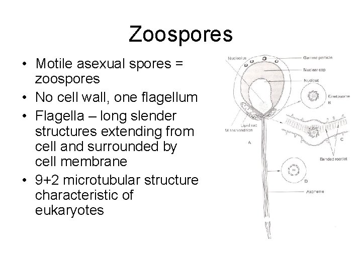 Zoospores • Motile asexual spores = zoospores • No cell wall, one flagellum • Zoospores • Motile asexual spores = zoospores • No cell wall, one flagellum •