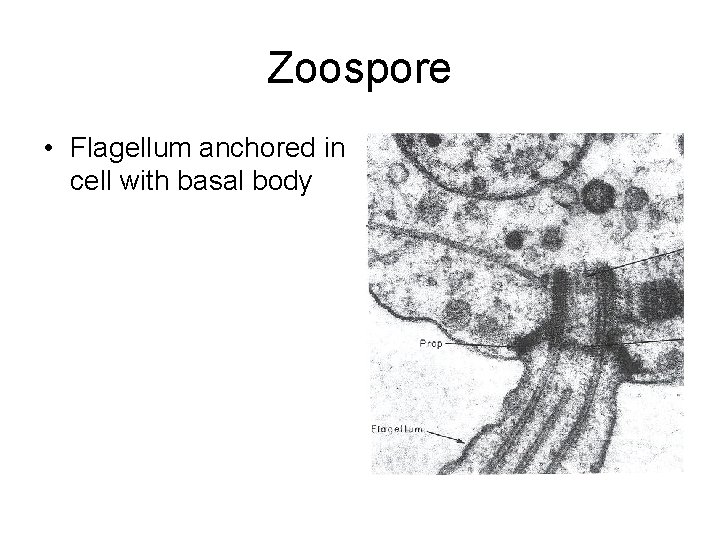 Zoospore • Flagellum anchored in cell with basal body 