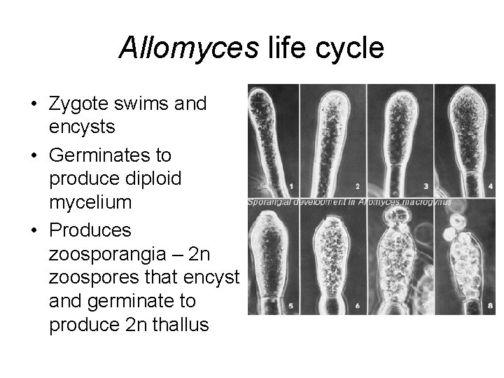 Allomyces life cycle • Zygote swims and encysts • Germinates to produce diploid mycelium