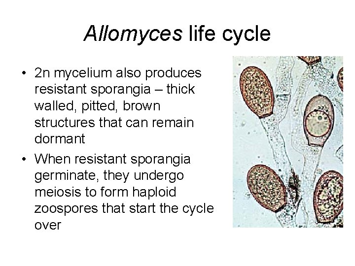 Allomyces life cycle • 2 n mycelium also produces resistant sporangia – thick walled,