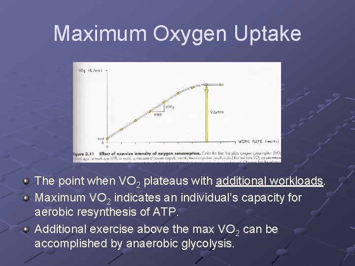 Maximum Oxygen Uptake The point when VO 2 plateaus with additional workloads. Maximum VO