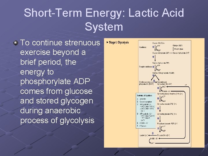 Short-Term Energy: Lactic Acid System To continue strenuous exercise beyond a brief period, the