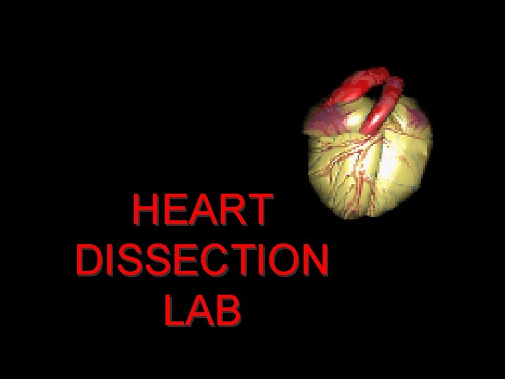 HEART DISSECTION LAB 