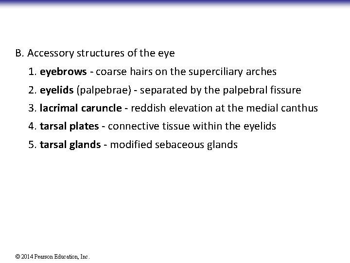 B. Accessory structures of the eye 1. eyebrows - coarse hairs on the superciliary