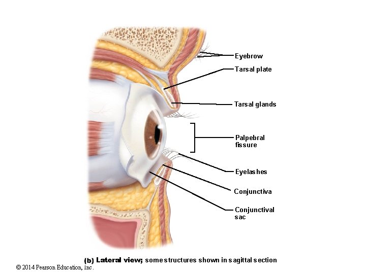 Eyebrow Tarsal plate Tarsal glands Palpebral fissure Eyelashes Conjunctival sac © 2014 Pearson Education,