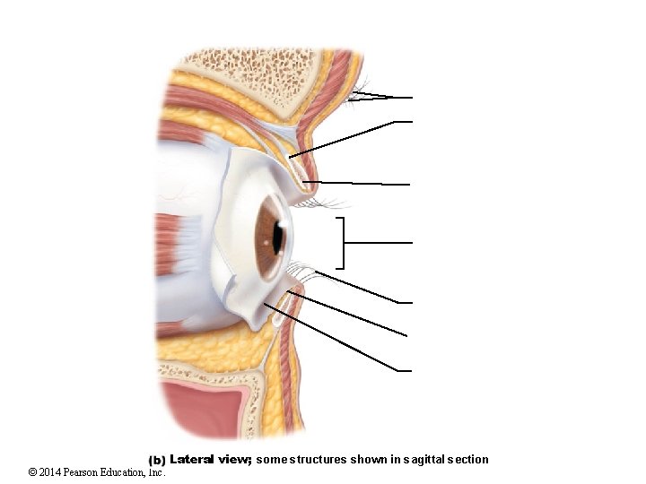 © 2014 Pearson Education, Inc. Lateral view; some structures shown in sagittal section 