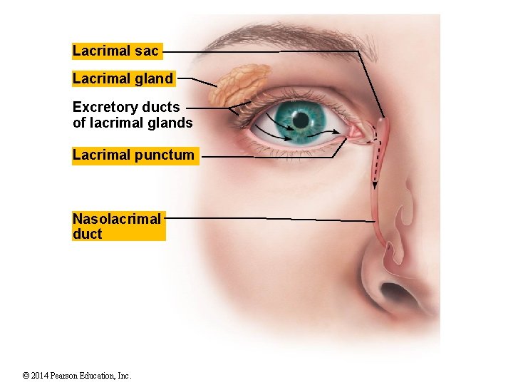 Lacrimal sac Lacrimal gland Excretory ducts of lacrimal glands Lacrimal punctum Nasolacrimal duct ©