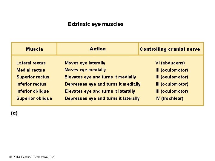 Extrinsic eye muscles Muscle Action Controlling cranial nerve Lateral rectus Moves eye laterally VI