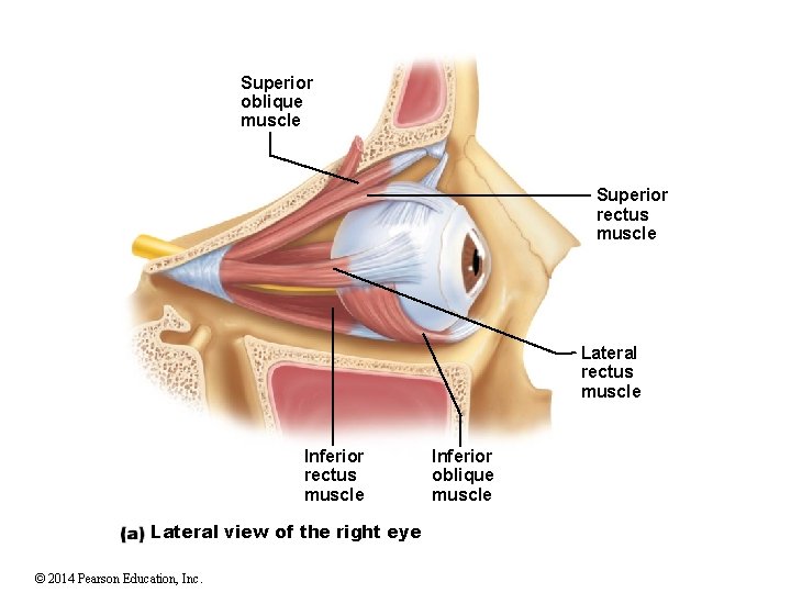 Superior oblique muscle Superior rectus muscle Lateral rectus muscle Inferior rectus muscle Lateral view