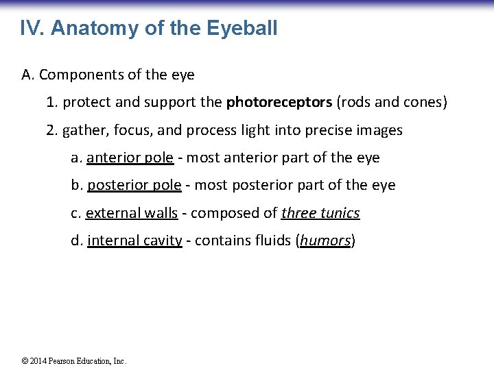 IV. Anatomy of the Eyeball A. Components of the eye 1. protect and support