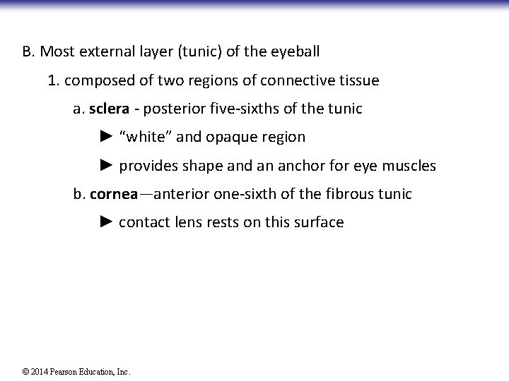 B. Most external layer (tunic) of the eyeball 1. composed of two regions of