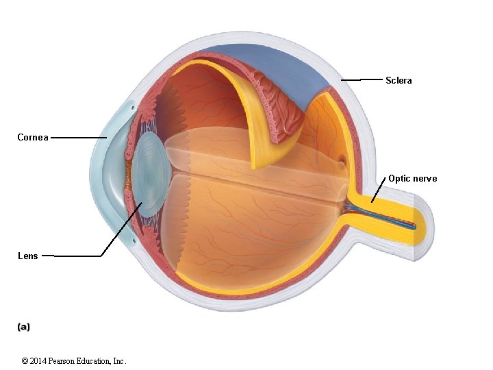 Sclera Cornea Optic nerve Lens © 2014 Pearson Education, Inc. 