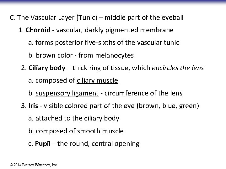 C. The Vascular Layer (Tunic) – middle part of the eyeball 1. Choroid -