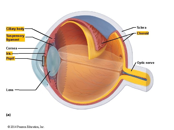 Ciliary body Suspensory ligament Sclera Choroid Cornea Iris Pupil Optic nerve Lens © 2014