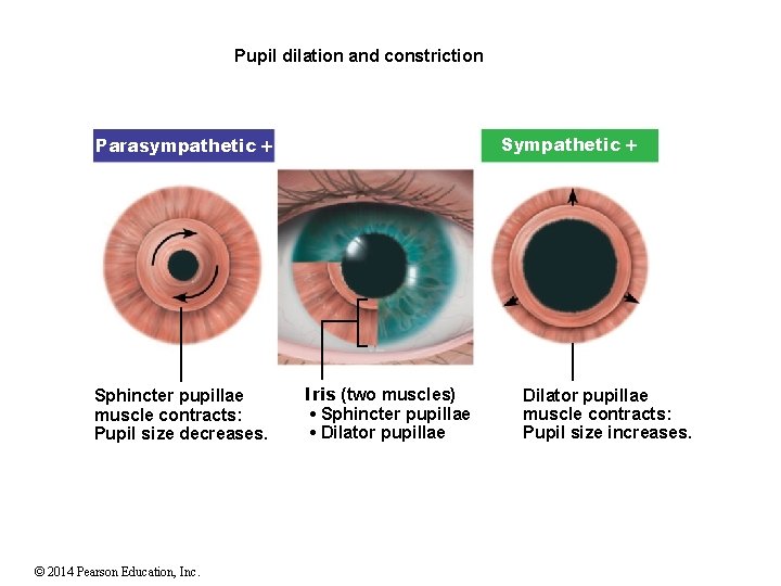 Pupil dilation and constriction Sympathetic Parasympathetic Sphincter pupillae muscle contracts: Pupil size decreases. ©