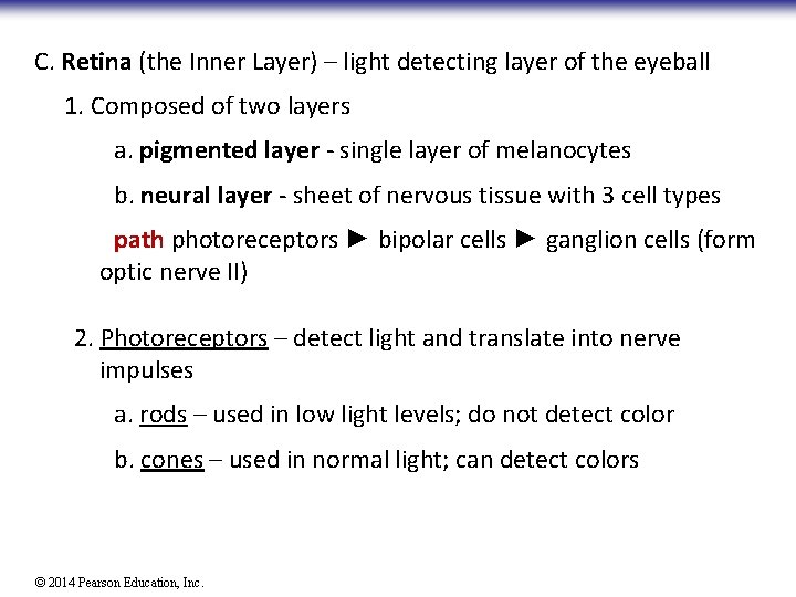 C. Retina (the Inner Layer) – light detecting layer of the eyeball 1. Composed