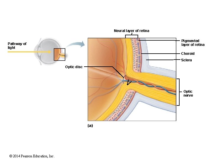 Neural layer of retina Pigmented layer of retina Pathway of light Choroid Sclera Optic
