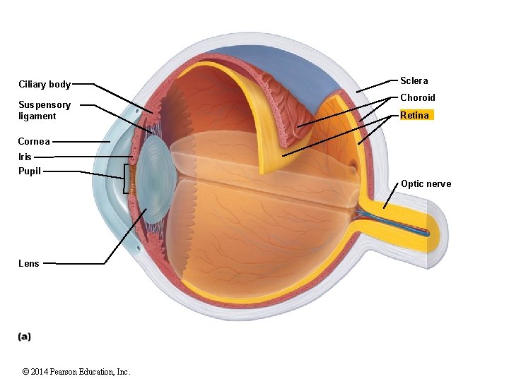 Ciliary body Suspensory ligament Sclera Choroid Retina Cornea Iris Pupil Optic nerve Lens ©