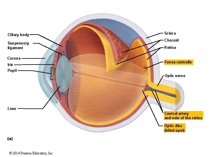 Ciliary body Suspensory ligament Cornea Iris Sclera Choroid Retina Fovea centralis Pupil Optic nerve