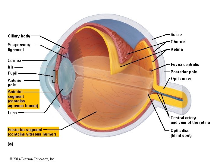 Ciliary body Suspensory ligament Cornea Iris Sclera Choroid Retina Fovea centralis Pupil Posterior pole