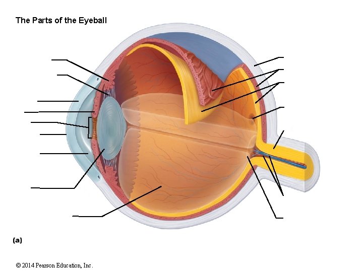 The Parts of the Eyeball © 2014 Pearson Education, Inc. 