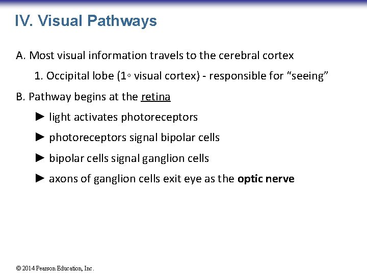 IV. Visual Pathways A. Most visual information travels to the cerebral cortex 1. Occipital