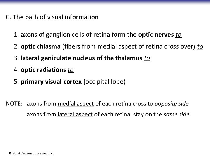 C. The path of visual information 1. axons of ganglion cells of retina form