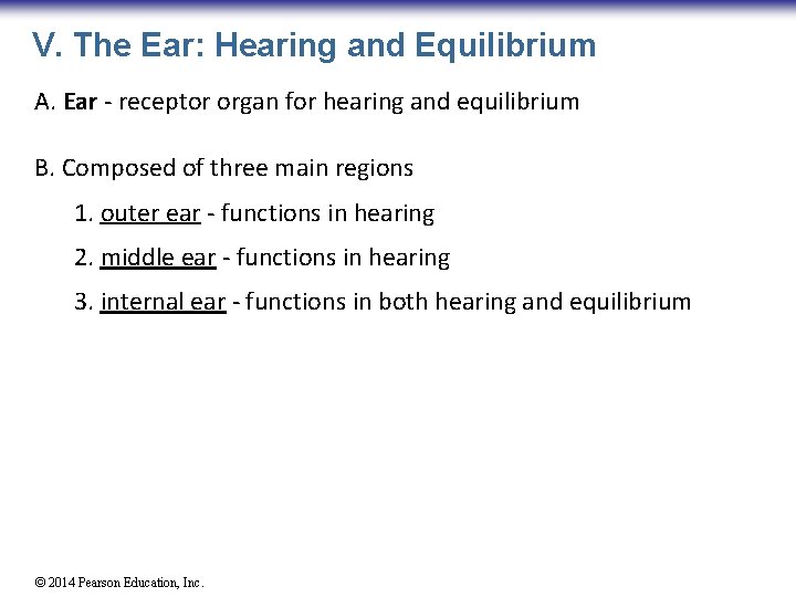 V. The Ear: Hearing and Equilibrium A. Ear - receptor organ for hearing and
