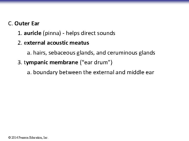 C. Outer Ear 1. auricle (pinna) - helps direct sounds 2. external acoustic meatus