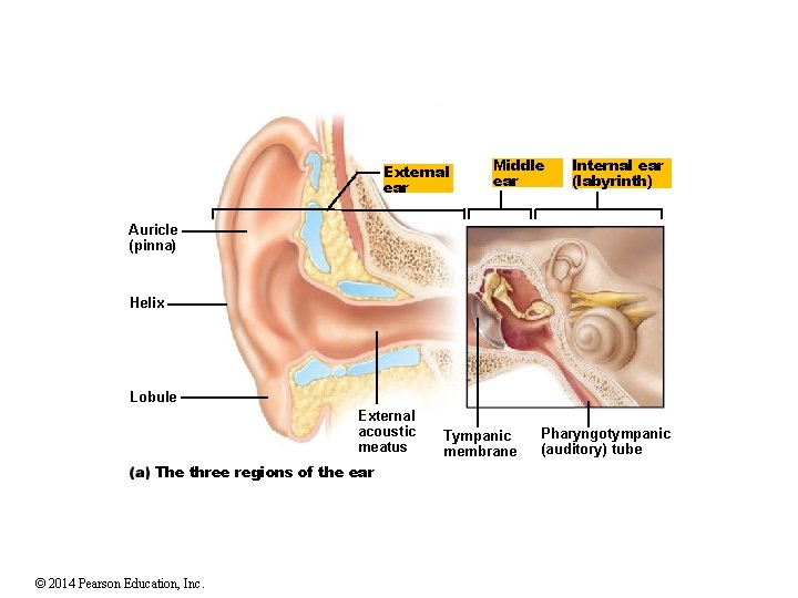 External ear Middle ear Internal ear (labyrinth) Auricle (pinna) Helix Lobule External acoustic meatus