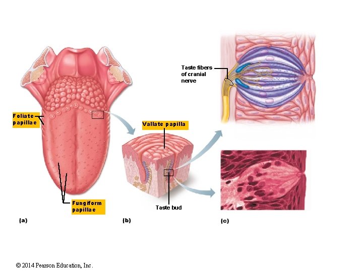 Taste fibers of cranial nerve Foliate papillae Vallate papilla Fungiform papillae © 2014 Pearson