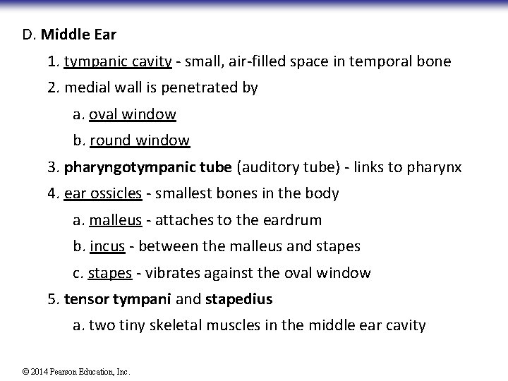 D. Middle Ear 1. tympanic cavity - small, air-filled space in temporal bone 2.