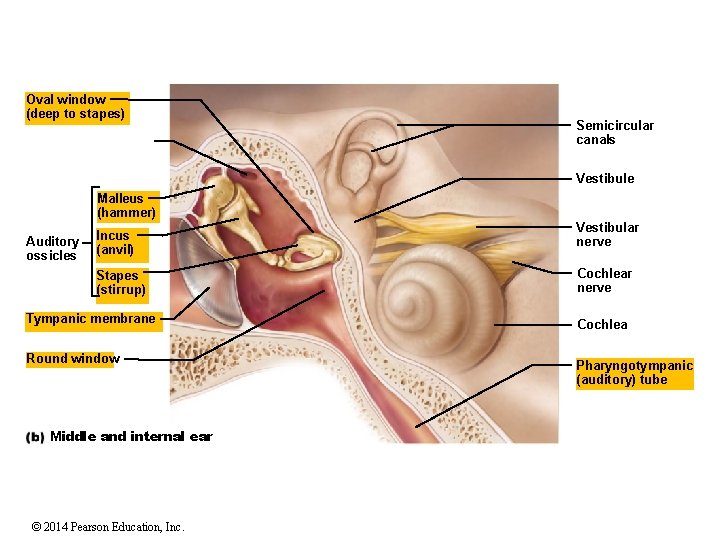 Oval window (deep to stapes) Semicircular canals Vestibule Malleus (hammer) Auditory ossicles Incus (anvil)