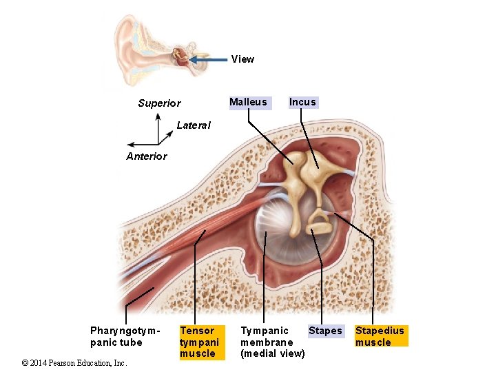 View Superior Malleus Incus Lateral Anterior Pharyngotympanic tube © 2014 Pearson Education, Inc. Tensor