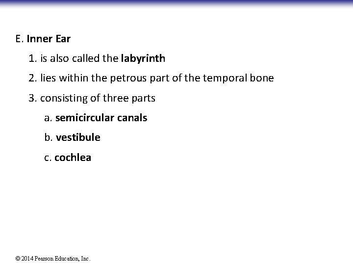 E. Inner Ear 1. is also called the labyrinth 2. lies within the petrous