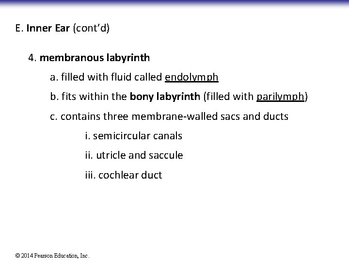E. Inner Ear (cont’d) 4. membranous labyrinth a. filled with fluid called endolymph b.