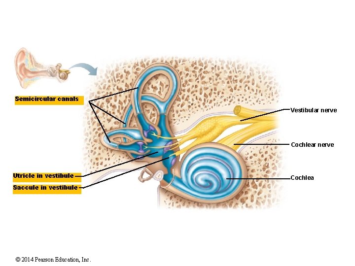 Semicircular canals Vestibular nerve Cochlear nerve Utricle in vestibule Saccule in vestibule © 2014