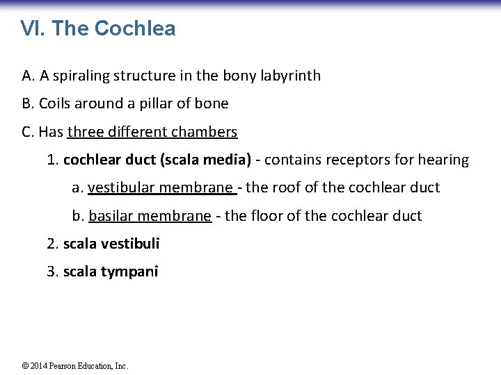 VI. The Cochlea A. A spiraling structure in the bony labyrinth B. Coils around