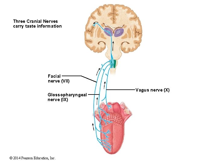 Three Cranial Nerves carry taste information Facial nerve (VII) Glossopharyngeal nerve (IX) © 2014