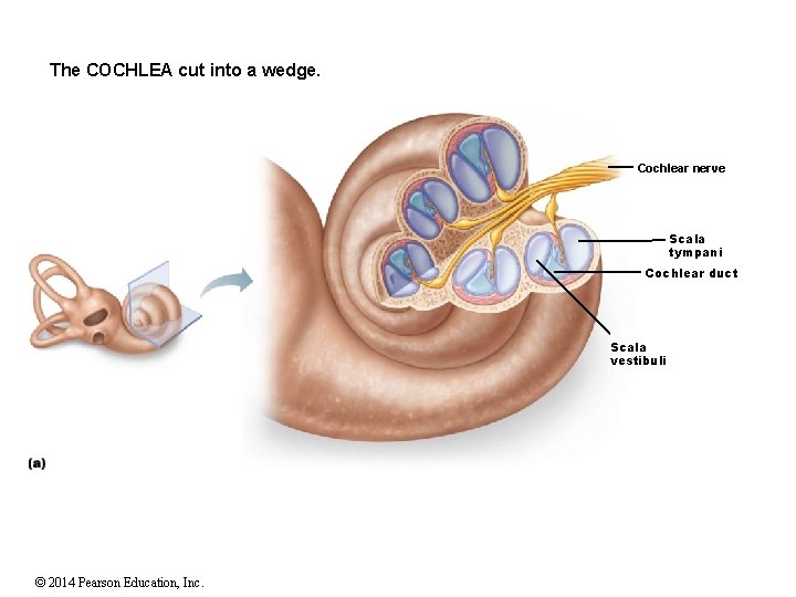 The COCHLEA cut into a wedge. Cochlear nerve Scala tympani Cochlear duct Scala vestibuli